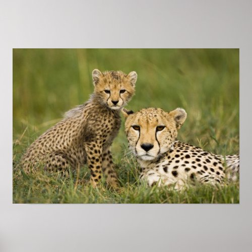 Cheetah Acinonyx jubatus with cub in the Poster