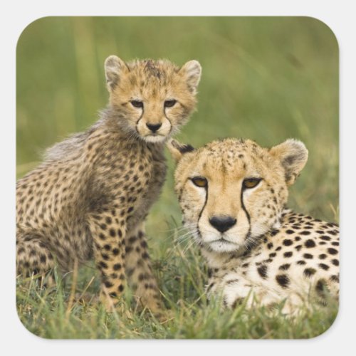 Cheetah Acinonyx jubatus with cub in the Square Sticker