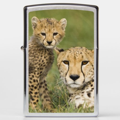 Cheetah Acinonyx jubatus with cub in the Zippo Lighter