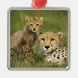Cheetah, Acinonyx jubatus, with Cub Metal Ornament