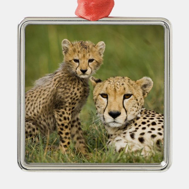 Cheetah, Acinonyx jubatus, with Cub Metal Ornament (Front)