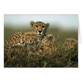 Cheetah and Cub (Front Horizontal)