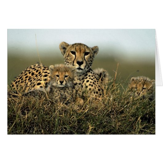 Cheetah and Cub Cards (Front Horizontal)