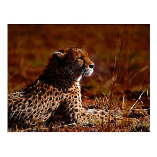 Cheetah and God Postcard | Zazzle