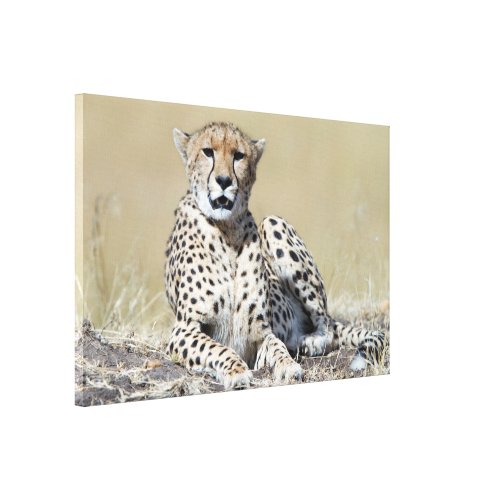 Cheetah at the Masai Mara in Kenya photo Canvas Print