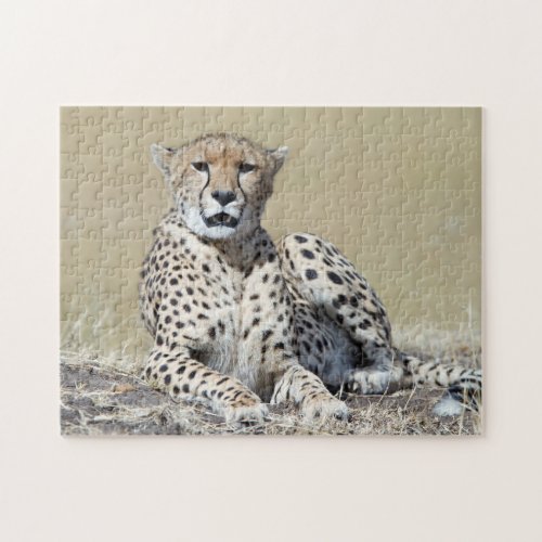 Cheetah at the Masai Mara in Kenya photo Jigsaw Puzzle