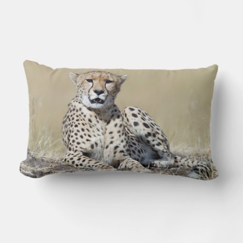 Cheetah at the Masai Mara in Kenya photo Lumbar Pillow