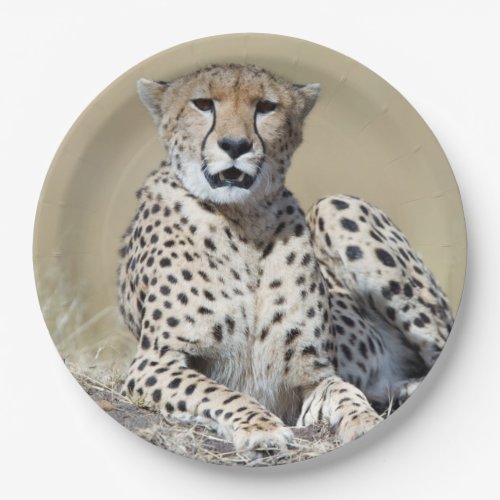 Cheetah at the Masai Mara in Kenya photo Paper Plates