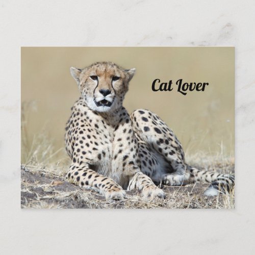 Cheetah at the Masai Mara in Kenya photo Postcard