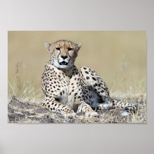 Cheetah at the Masai Mara in Kenya photo Poster