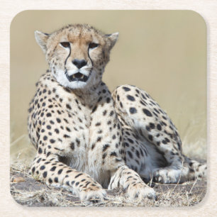 Cheetah at the Masai Mara in Kenya photo Square Paper Coaster