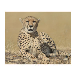 Cheetah at the Masai Mara in Kenya photo Wood Wall Art