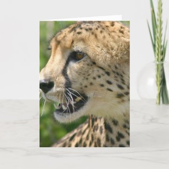 Cheetah Attack Greeting Card by WildlifeAnimals at Zazzle