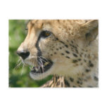 Cheetah Attack Postcard
