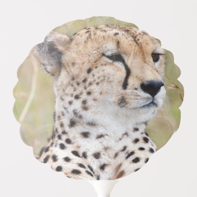 Cheetah Balloon (Front)