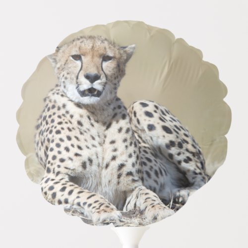 Cheetah Balloon