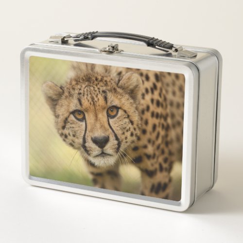 Cheetah _ Big Cat Metal Lunch Box