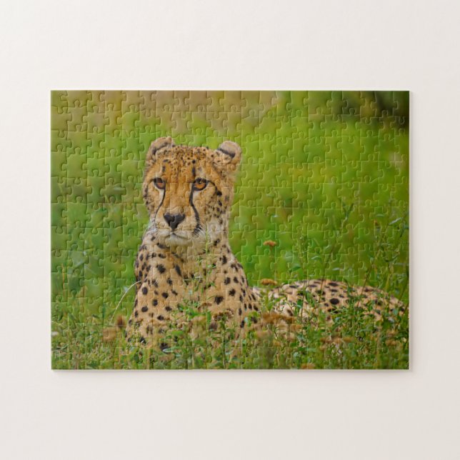 Cheetah Big Cats. Jigsaw Puzzle (Horizontal)