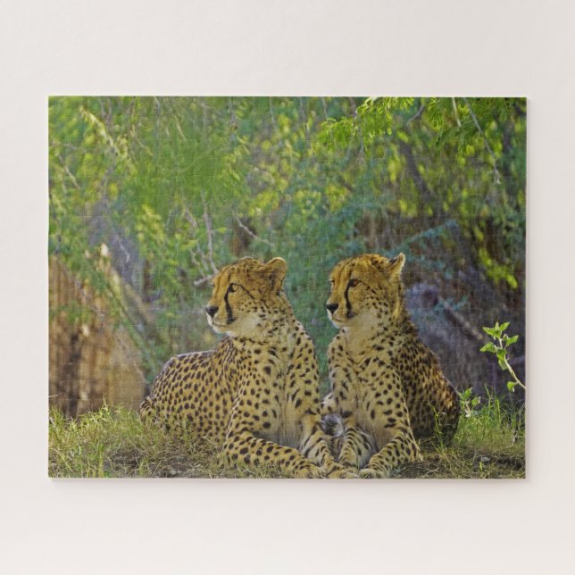 Cheetah Big Cats. Jigsaw Puzzle (Horizontal)