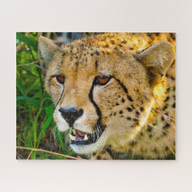 Cheetah Big Cats. Jigsaw Puzzle (Horizontal)