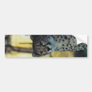 Cheetah Bumper Sticker