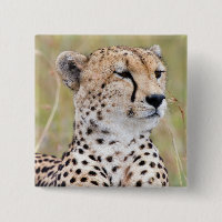 Cheetah