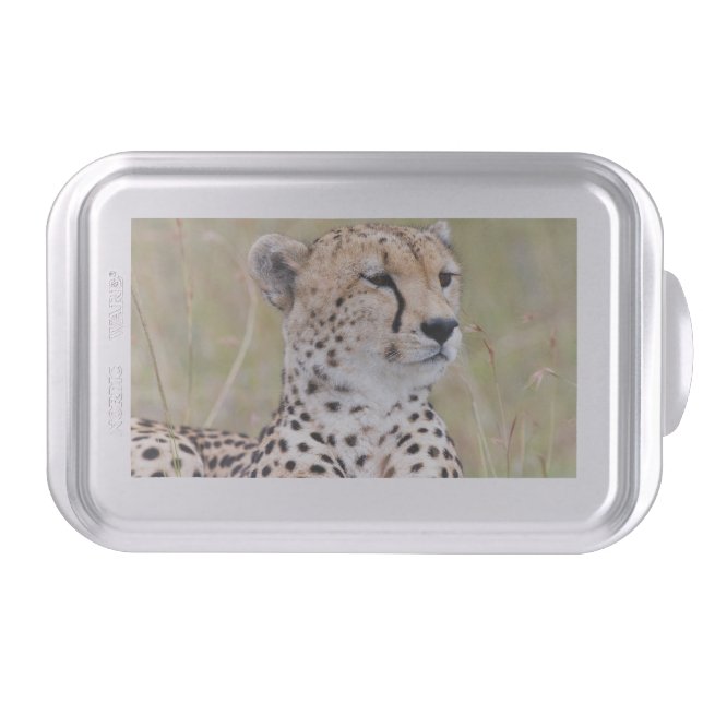 Cheetah Cake Pan (Front)