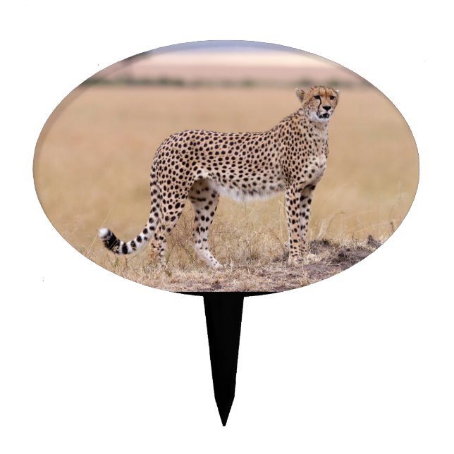 Cheetah Cake Topper (Front)
