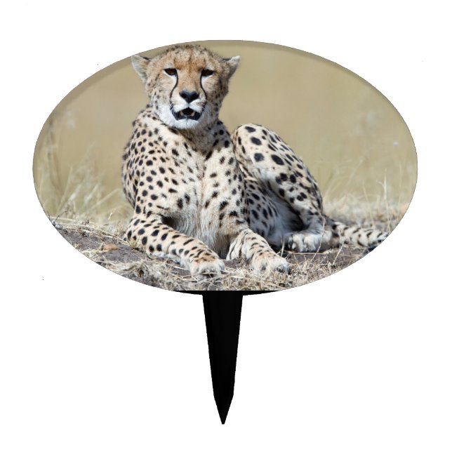 Cheetah Cake Topper (Front)