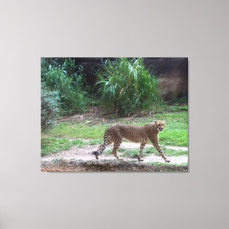 Cheetah Canvas Print