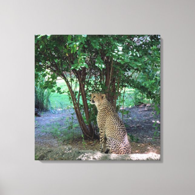 Cheetah Canvas Print (Front)