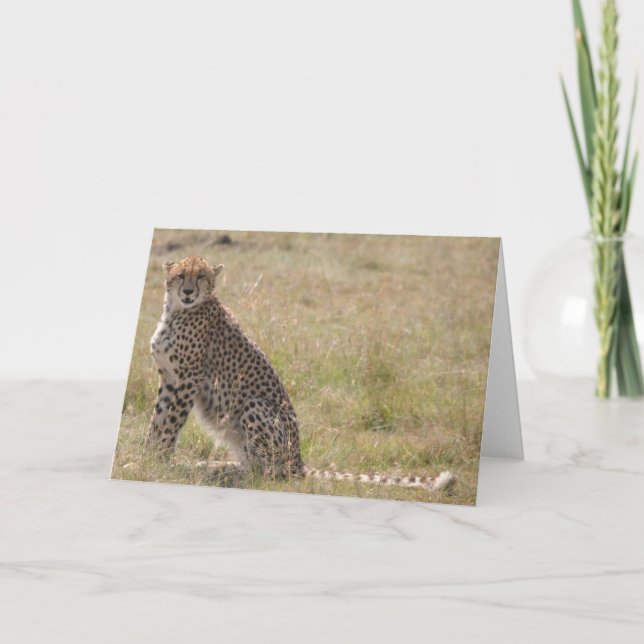 Cheetah Card (Front)