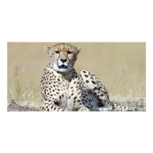 Cheetah Card
