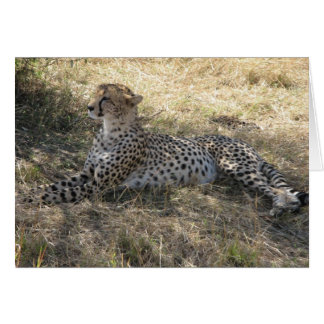 Cheetah Cards