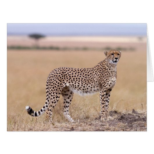 Cheetah Cards (Front Horizontal)