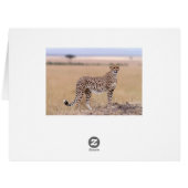 Cheetah Cards (Back Horizontal)