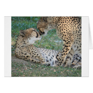 Cheetah Cards