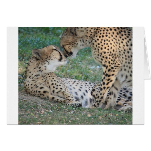 Cheetah Cards (Front Horizontal)