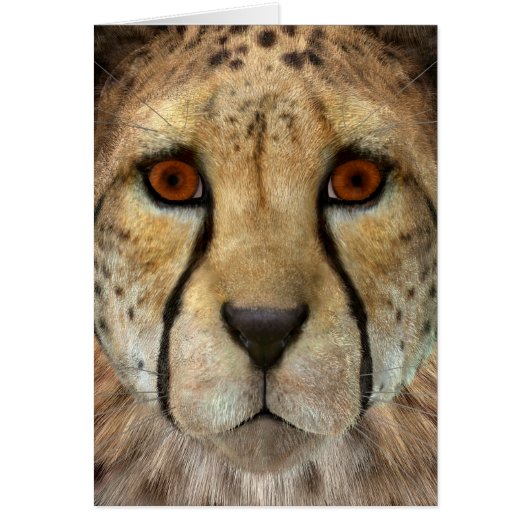 Cheetah Cards (Front)