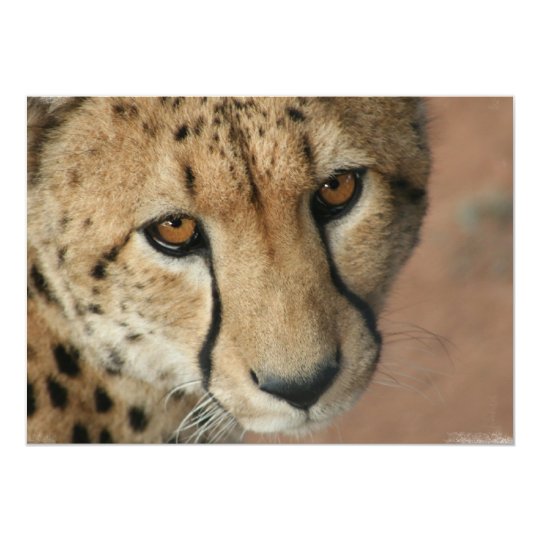 Cheetah Cat Invitation