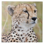 Cheetah Ceramic Tile