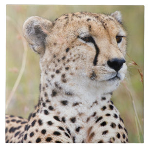 Cheetah Ceramic Tile