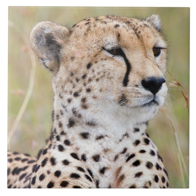 Cheetah Ceramic Tile (Front)