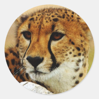 Cheetah Classic Round Sticker