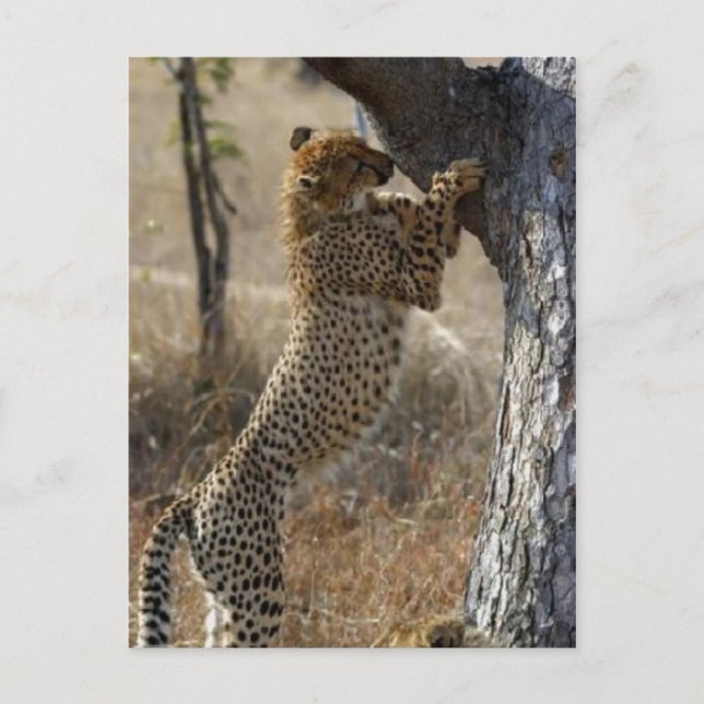 Cheetah Climbing On Tree Postcard (Front)
