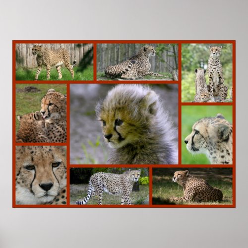 Cheetah_Collage 001 Poster