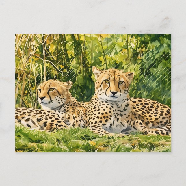 Cheetah Companions – Resting in the Wild Postcard (Front)