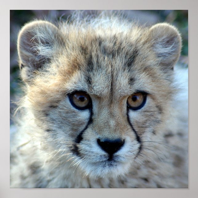 cheetah-cub10x10 poster (Front)