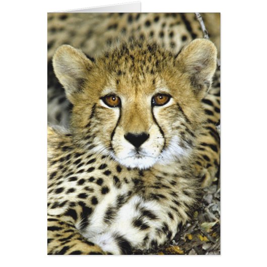 Cheetah Cub 2 Cards (Front)