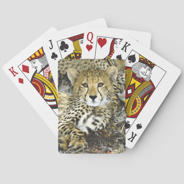 Cheetah Cub 2 Poker Cards (Back)